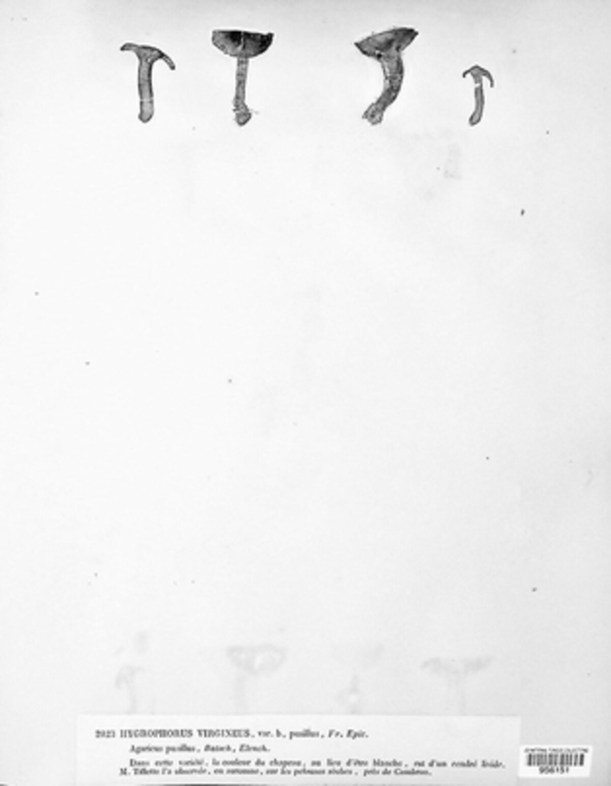 Cuphophyllus virgineus image
